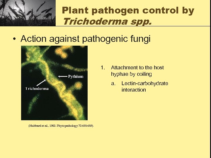 Plant pathogen control by Trichoderma spp. • Action against pathogenic fungi 1. Attachment to