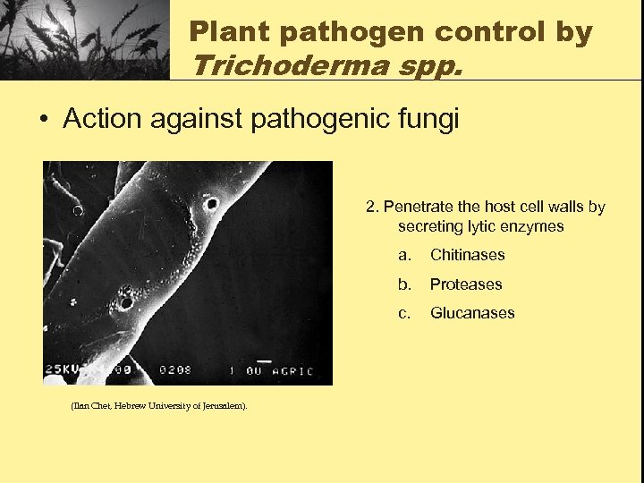 Plant pathogen control by Trichoderma spp. • Action against pathogenic fungi 2. Penetrate the