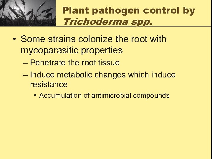 Plant pathogen control by Trichoderma spp. • Some strains colonize the root with mycoparasitic