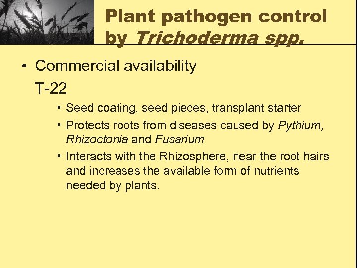 Plant pathogen control by Trichoderma spp. • Commercial availability T-22 • Seed coating, seed