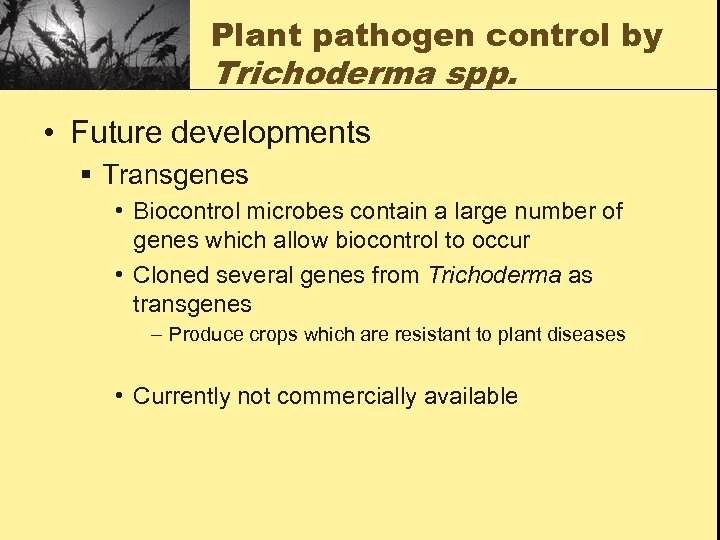 Plant pathogen control by Trichoderma spp. • Future developments § Transgenes • Biocontrol microbes