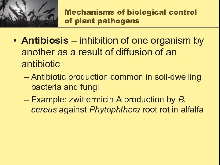 Mechanisms of biological control of plant pathogens • Antibiosis – inhibition of one organism