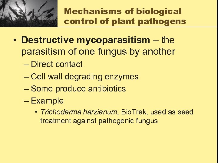 Mechanisms of biological control of plant pathogens • Destructive mycoparasitism – the parasitism of