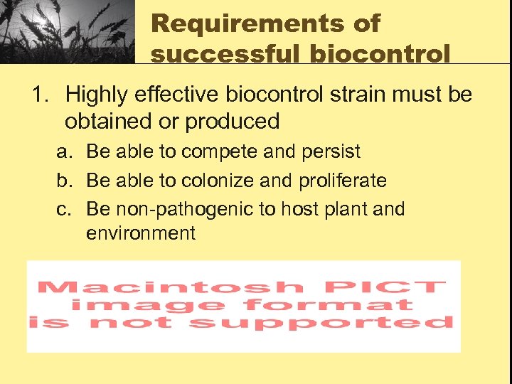 Requirements of successful biocontrol 1. Highly effective biocontrol strain must be obtained or produced