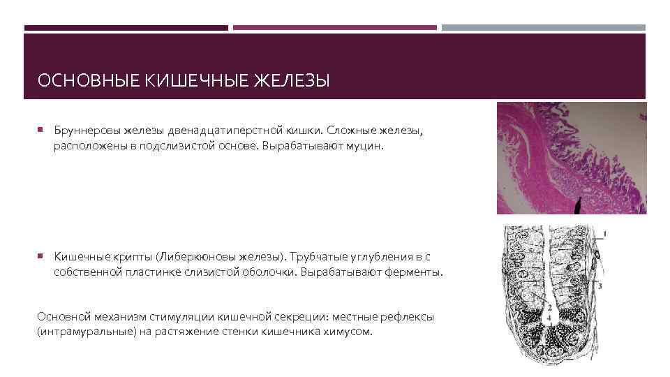 ОСНОВНЫЕ КИШЕЧНЫЕ ЖЕЛЕЗЫ Бруннеровы железы двенадцатиперстной кишки. Сложные железы, расположены в подслизистой основе. Вырабатывают