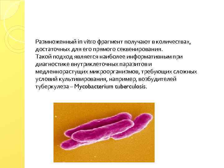 Размноженный in vitro фрагмент получают в количествах, достаточных для его прямого секвенирования. Такой подход