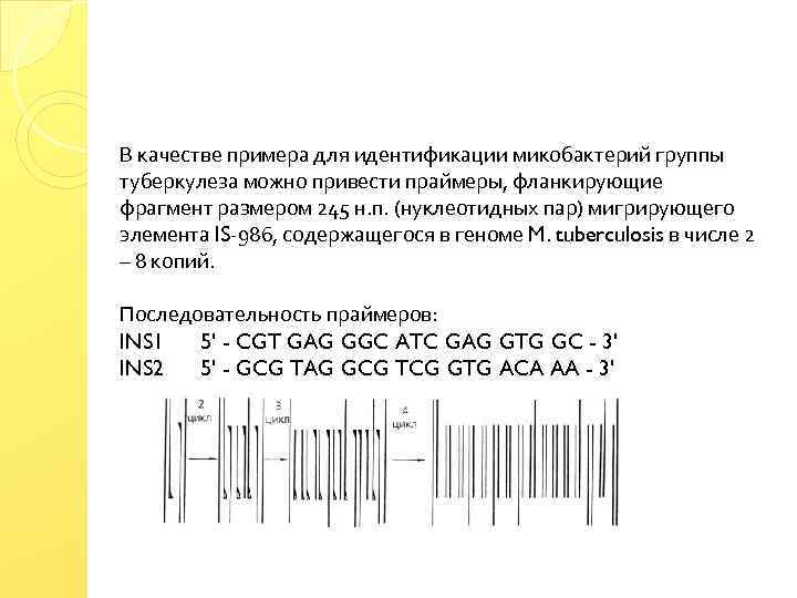 В качестве примера для идентификации микобактерий группы туберкулеза можно привести праймеры, фланкирующие фрагмент размером