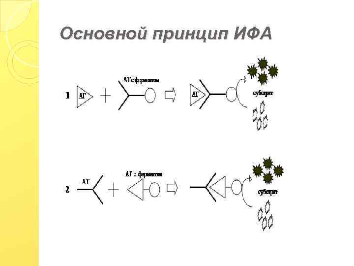 Основной принцип ИФА 
