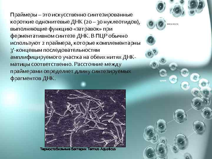 Праймеры – это искусственно синтезированные короткие однонитевые ДНК (20 – 30 нуклеотидов), выполняющие функцию