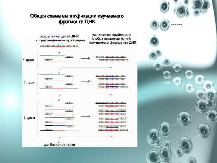 Общая схема амплификации изучаемого фрагмента ДНК 