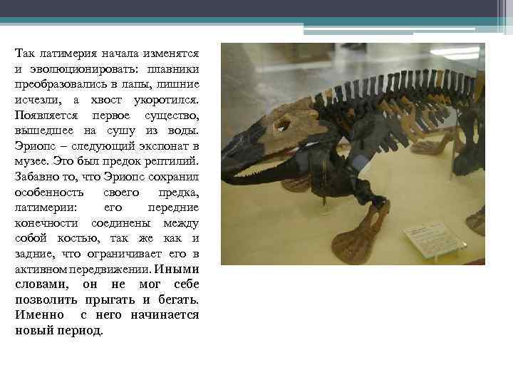 Так латимерия начала изменятся и эволюционировать: плавники преобразовались в лапы, лишние исчезли, а хвост