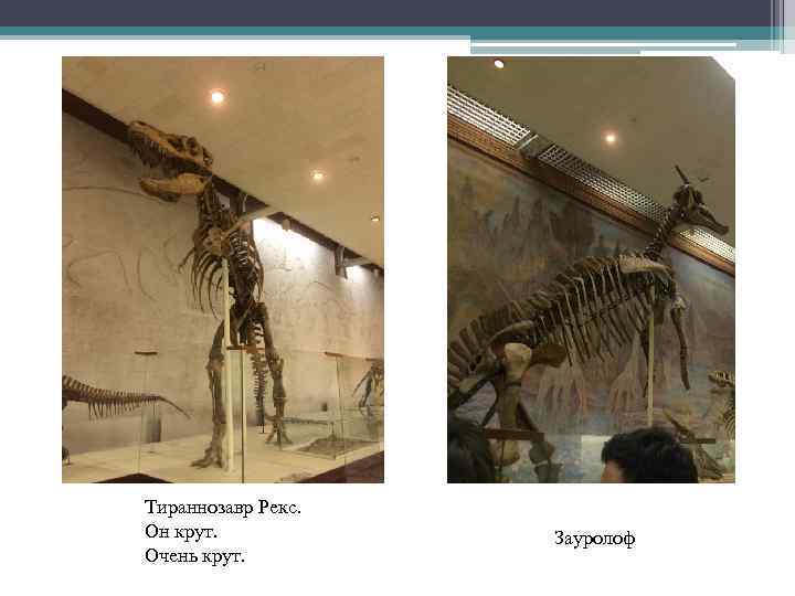 Тираннозавр Рекс. Он крут. Очень крут. Зауролоф 