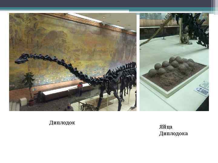 Диплодок Яйца Диплодока 