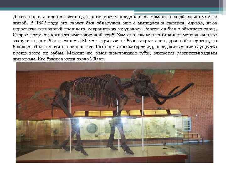 Далее, поднявшись по лестнице, нашим глазам представился мамонт, правда, давно уже не живой. В