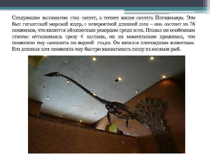 Следующим экспонатом стал скелет, а точнее копия скелета Плезиозавра. Это был гигантский морской ящер,