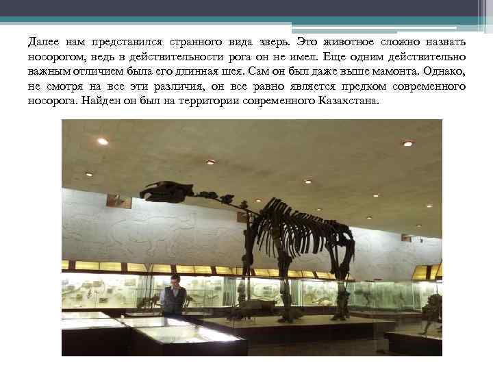 Далее нам представился странного вида зверь. Это животное сложно назвать носорогом, ведь в действительности