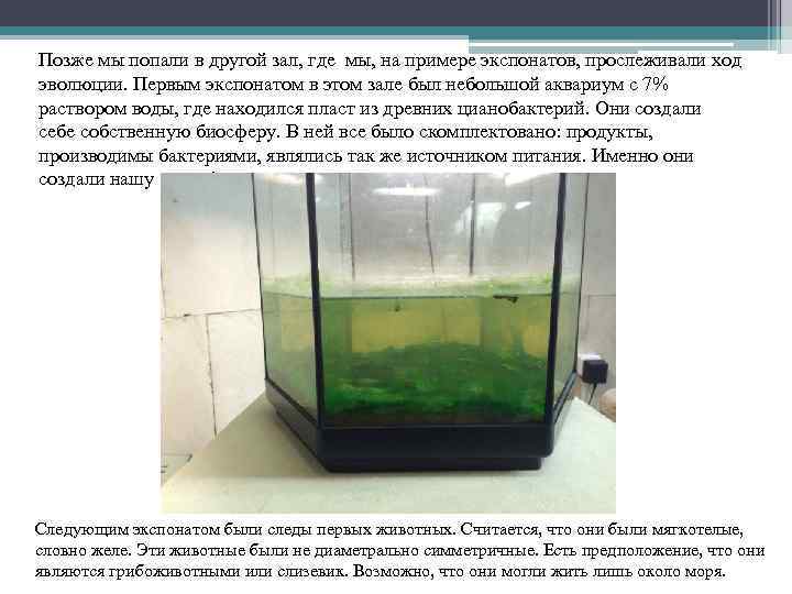 Позже мы попали в другой зал, где мы, на примере экспонатов, прослеживали ход эволюции.