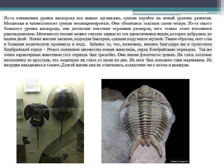 Из-за повышения уровня кислорода все живые организмы, сумели перейти на новый уровень развития. Mоллюски