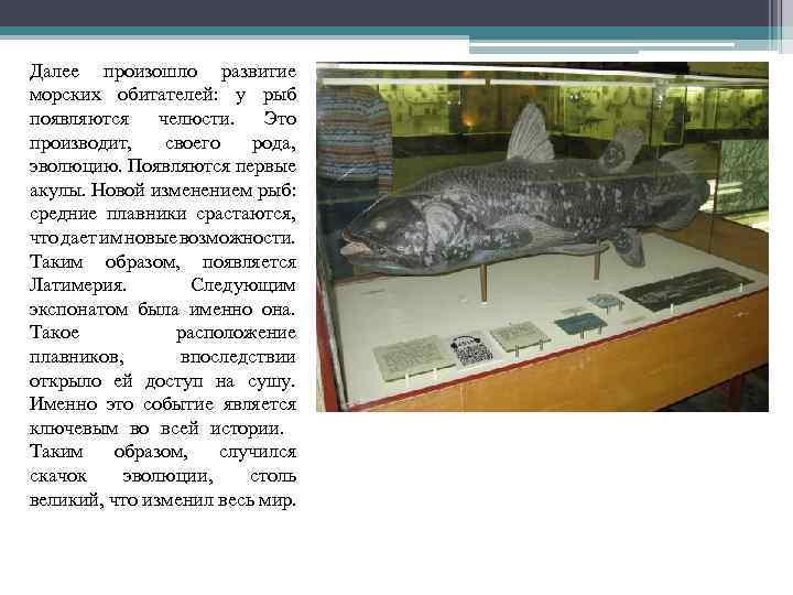 Далее произошло развитие морских обитателей: у рыб появляются челюсти. Это производит, своего рода, эволюцию.