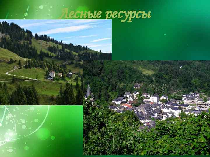 Лесные ресурсы 