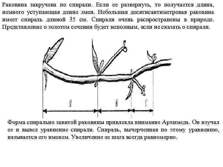 Раковина закручена по спирали. Если ее развернуть, то получается длина, немного уступающая длине змеи.