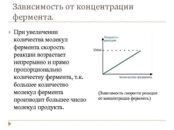Зависимость от концентрации фермента. При увеличении количества молекул фермента скорость реакции возрастает непрерывно и