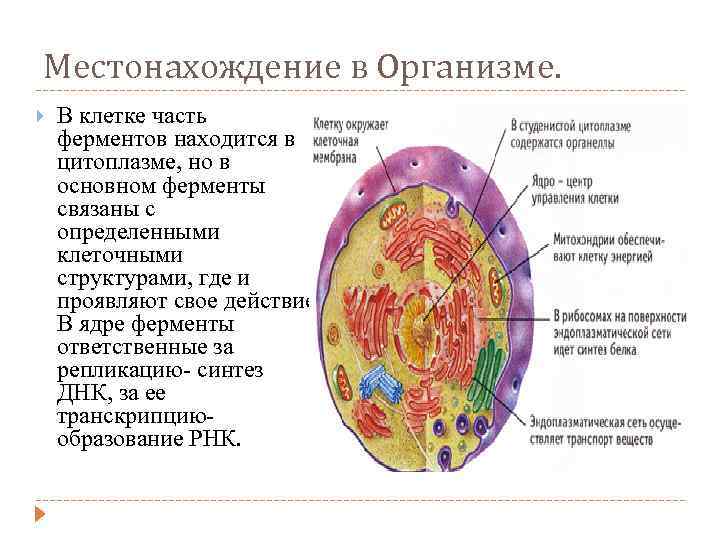 Местонахождение в Организме. В клетке часть ферментов находится в цитоплазме, но в основном ферменты