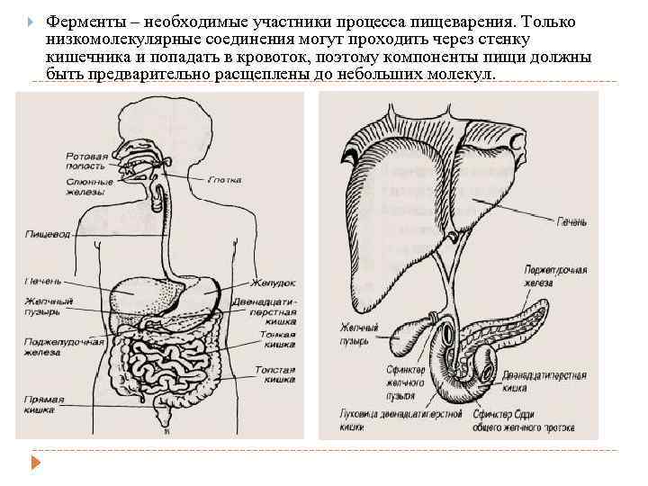  Ферменты – необходимые участники процесса пищеварения. Только низкомолекулярные соединения могут проходить через стенку