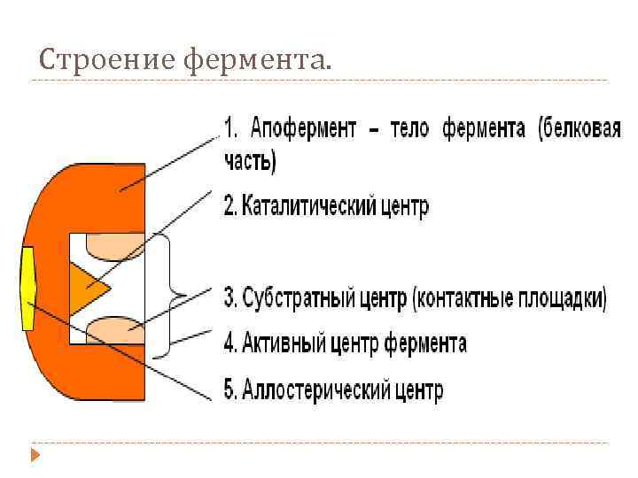 Строение фермента. 