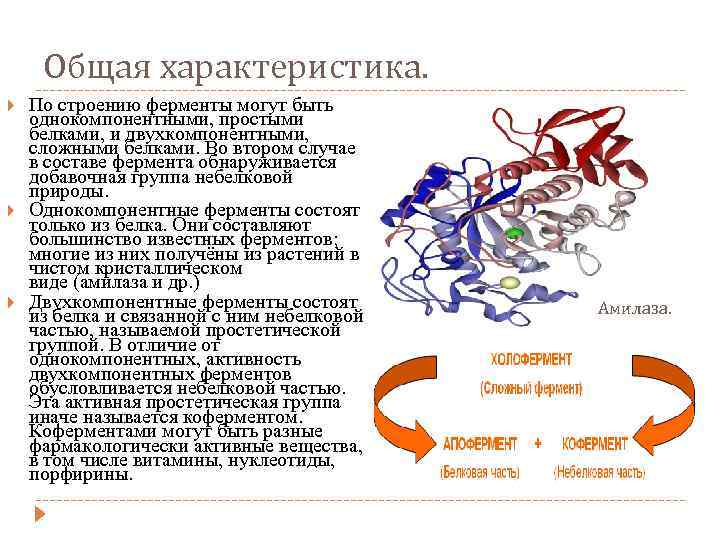 Ферменты сложные белки
