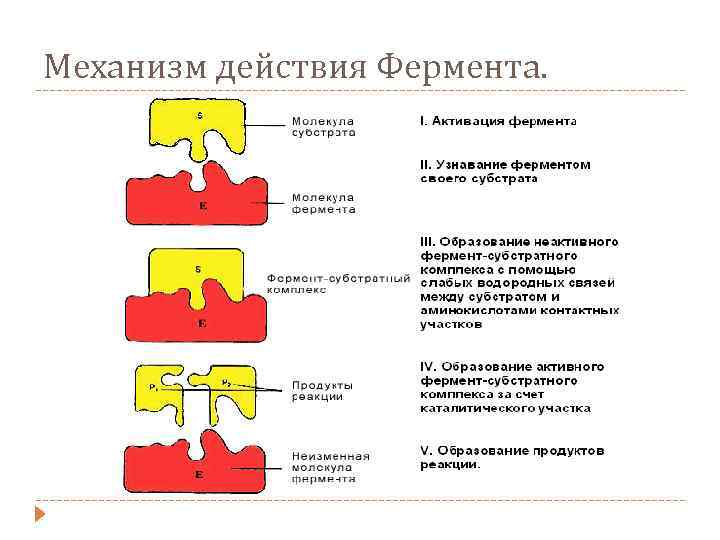 Схема анри ферменты