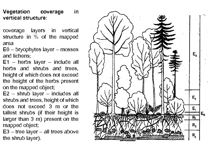 Vegetation coverage vertical structure: in coverage layers in vertical structure in % of the