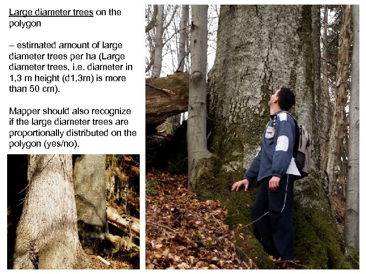 Large diameter trees on the polygon – estimated amount of large diameter trees per