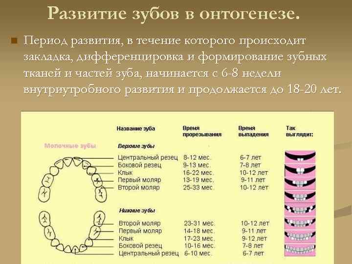 Период формирования. Период формирования зубов. Стадии формирования зубов. Периоды развития молочных зубов. Сроки развития зубов.