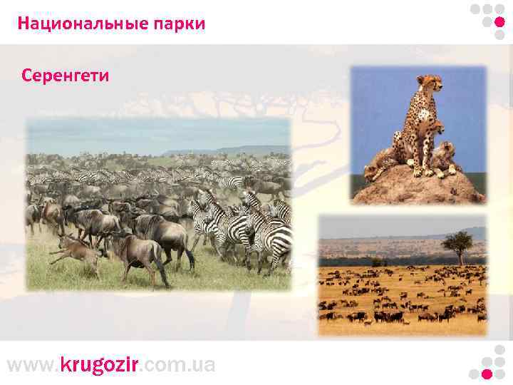 Национальные парки Танзания. Килиманджаро. Серенгети www. krugozir. com. ua 