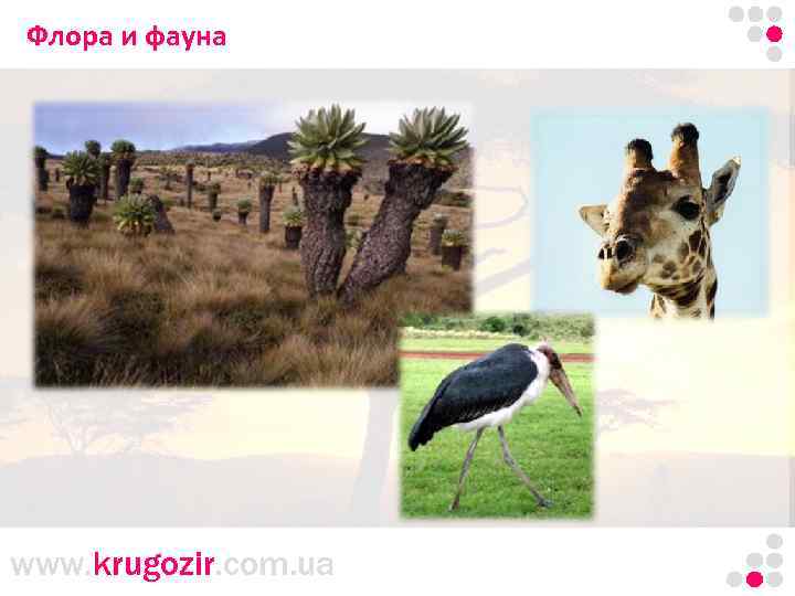 Флора и фауна www. krugozir. com. ua 