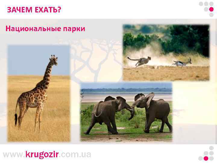 ЗАЧЕМ Танзания. Килиманджаро. ЕХАТЬ? Национальные парки www. krugozir. com. ua 