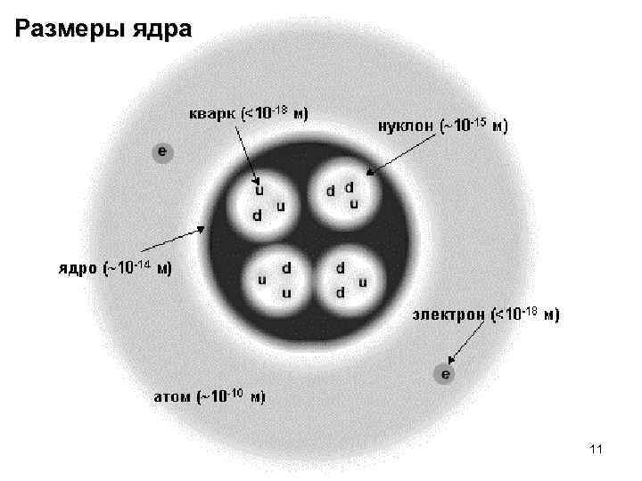 Размеры ядра 11 