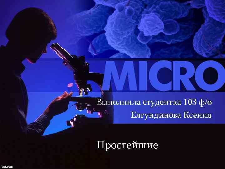 Выполнила студентка 103 ф/о Елгундинова Ксения Простейшие 