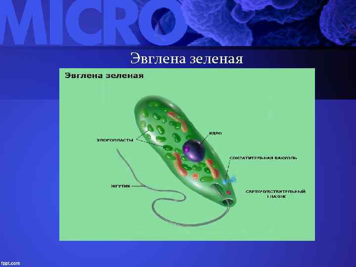 Эвглена зеленая 