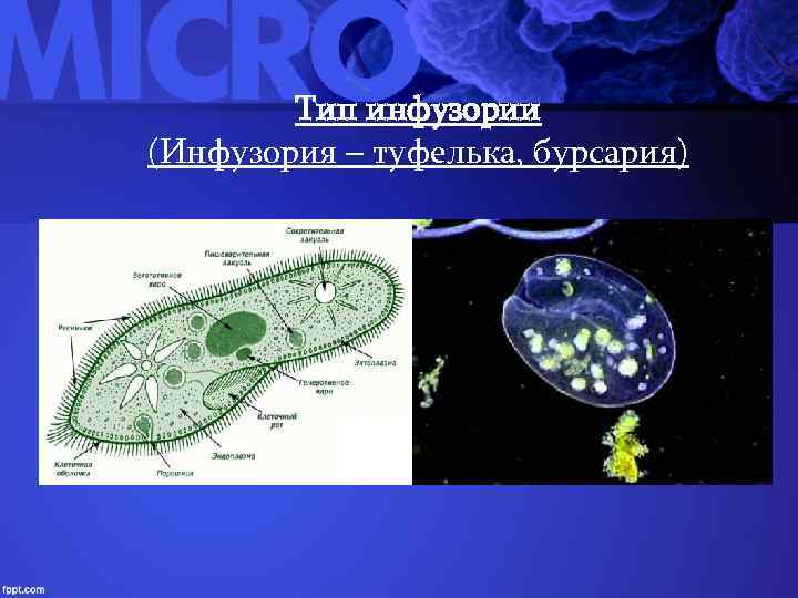 Тип инфузории (Инфузория – туфелька, бурсария) 