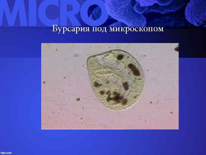 Бурсария под микроскопом 