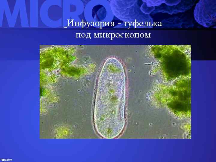  Инфузория - туфелька под микроскопом 