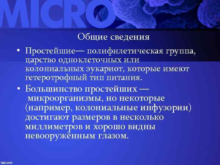 Общие сведения • Простейшие— полифилетическая группа, царство одноклеточных или колониальных эукариот, которые имеют гетеротрофный