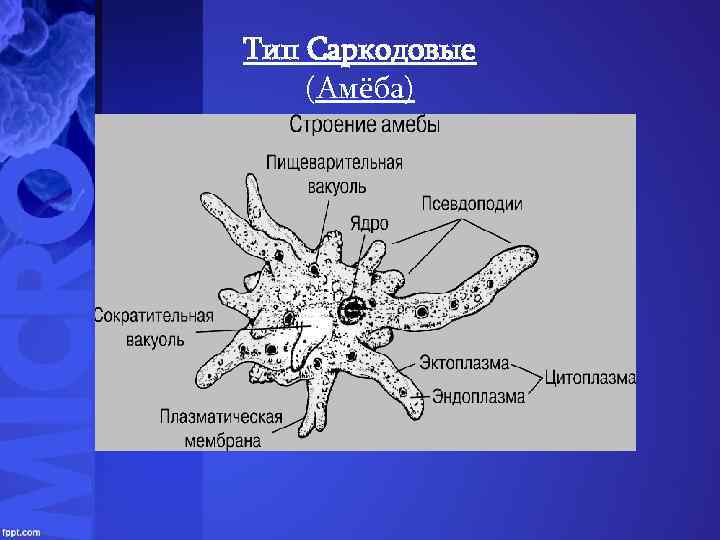 Тип саркодовые. Саркодовые корненожки. Тип простейшие protozoa класс Саркодовые Sarcodina. Тип простейшие амеба. Строение саркодовых рисунок.