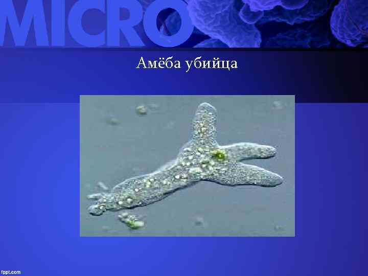 Амёба убийца 