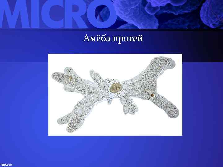 Амёба протей 
