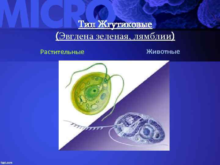 Тип Жгутиковые (Эвглена зеленая, лямблии) Растительные Животные 
