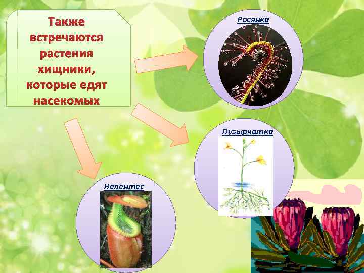 Организм питающийся растениями