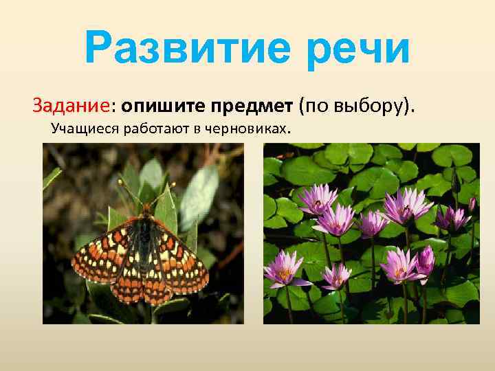 Развитие речи Задание: опишите предмет (по выбору). Учащиеся работают в черновиках. 
